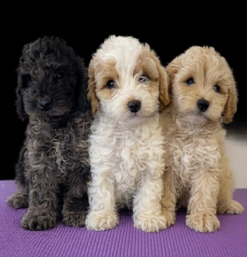 F1b stunning cockapoos