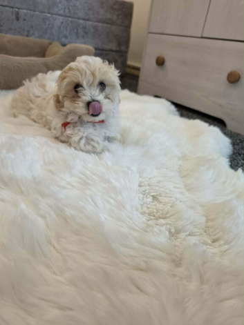 ORIGINAL Bichon Male 8Weeks parents available to see