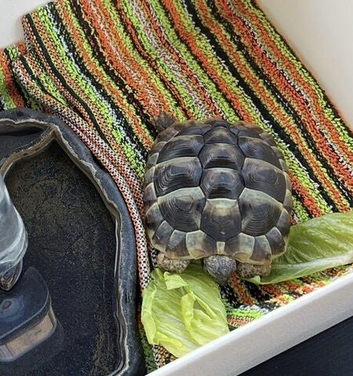 Hermann&rsquo;s Tortoise for Sale
