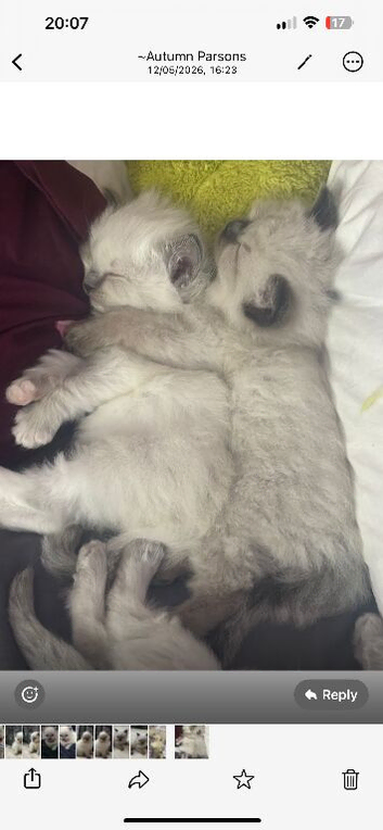 RagDoll Kittens
