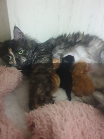 Scottish fold Cross maincoon kittens