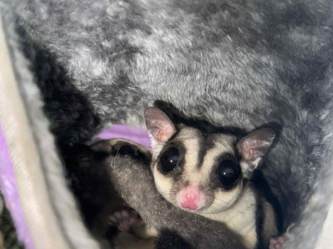 2 brother sugar gliders