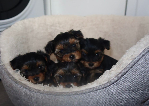 Pedigree KC registered Yorkshire terrier puppies