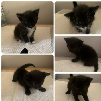 Kittens
