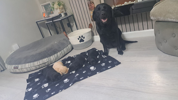 Black labrador puppies