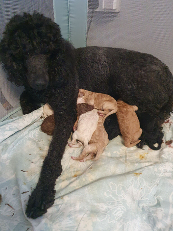 Standard poodle puppies kc registered