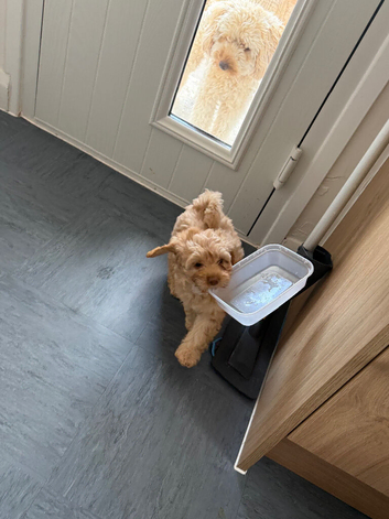 Girl cockapoo puppy&rsquo;s