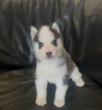 Kc registered Black and white female puppy ready 26/09/26