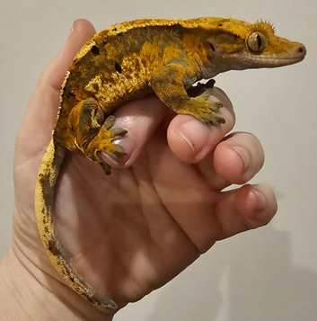 Proven Male Tricolour Harlequin Dalmatian