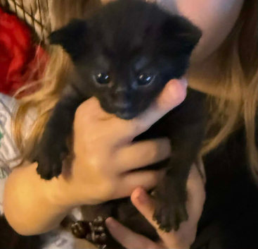 Pure black kittens for sale
