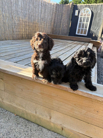 Cocker poo