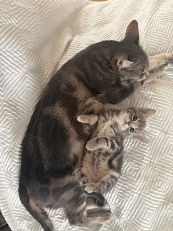 Stunning Bengal kittens ready now