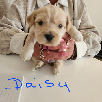 5 cockerpoo/Maltese puppies