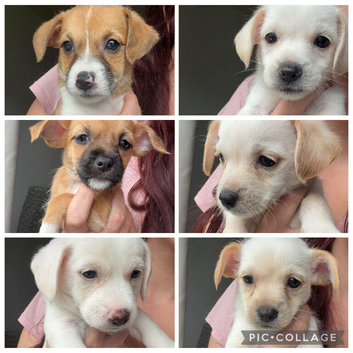 Jack Russel x Shihpoochon