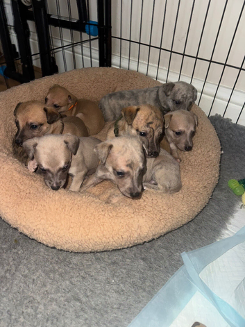 Exceptional litter of KC registered whippet puppies