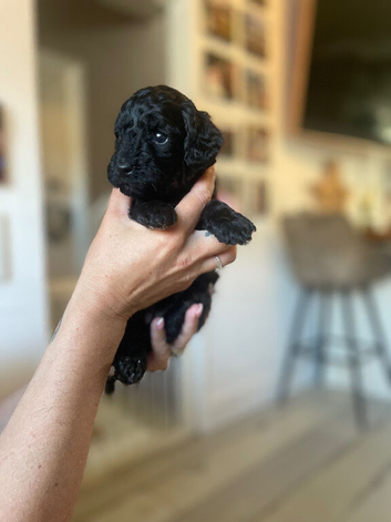 Tiny Toy Poodles