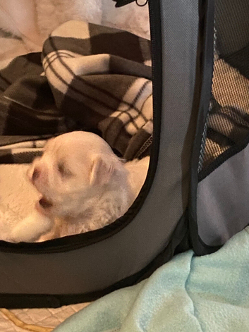 Baby boy Korean Maltese for sale