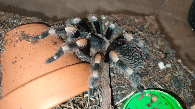 Brachypelma hamorii juvenile female for sale, tarantula spider