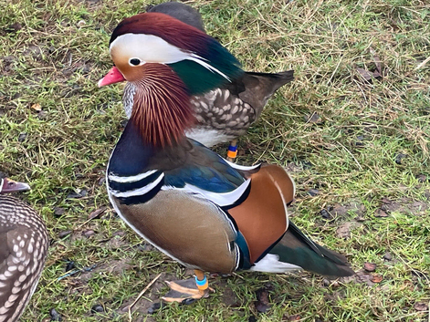 Mandarin ducks