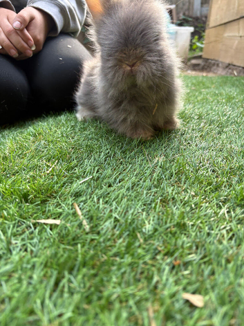 Baby angoras beautiful mix