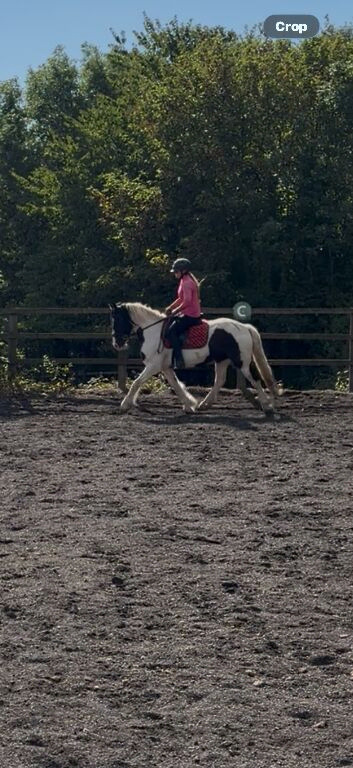 Showing, workers, showjumping