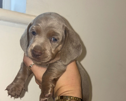 KC registered MINATURE dachshunds