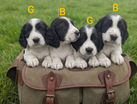 Working sprocker spaniel puppies