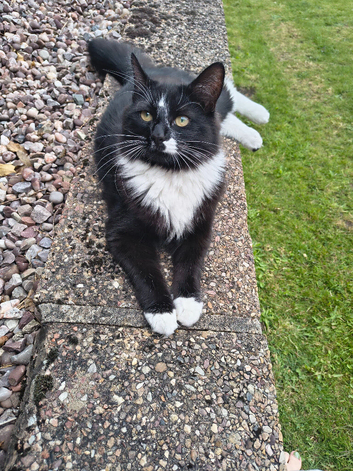 Domestic longhair female