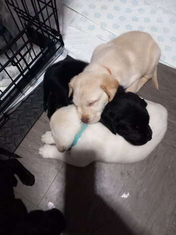 4 Beautiful Boys looking for there forever homes