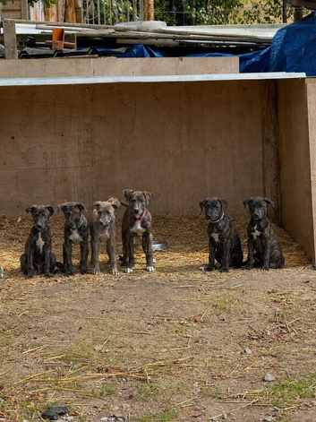 Lurcher Puppies