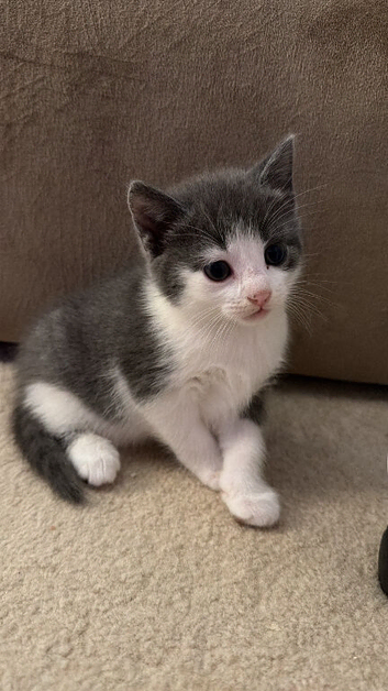 ADORABLE FLUFFY KITTENS FOR SALE