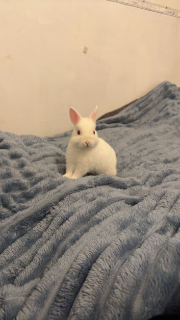 Netherland dwar bunnie