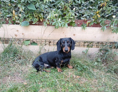 Miniature dachshund for stud