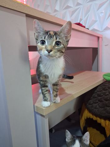 Kitten 6 months