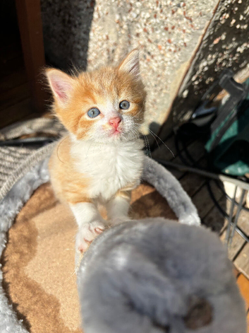 14 weeks old male