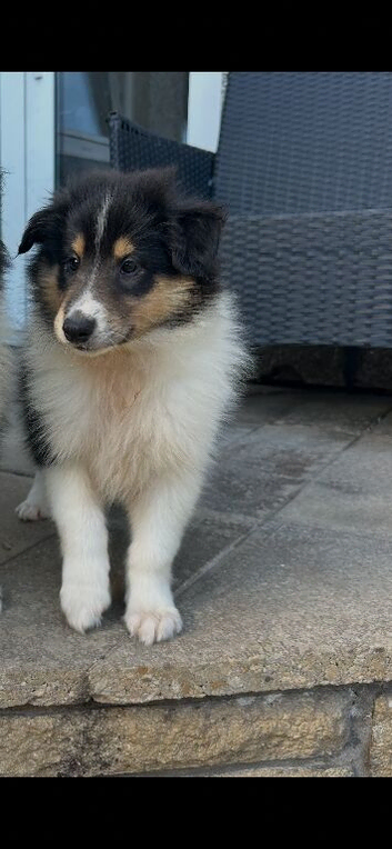 KC Rough Collies