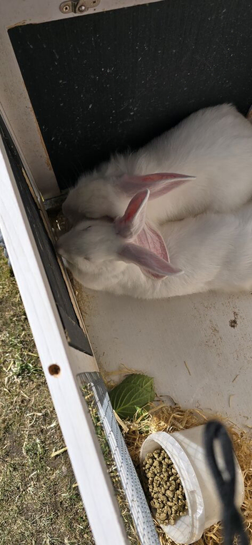 X2 white rabbits