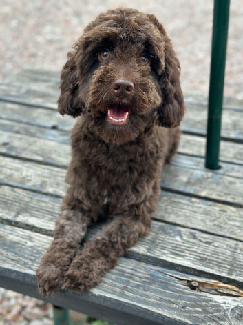 Rehoming my  cockapoo