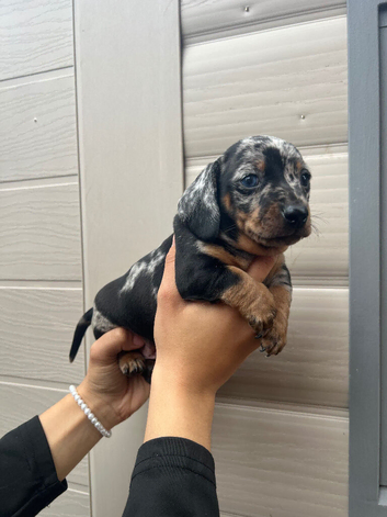 For sale Blu 6week miniature dashund boy