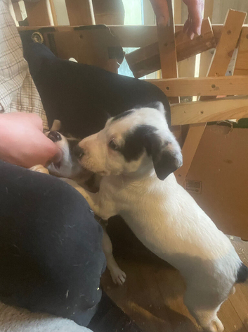 Collie x pups, loving intelligent and loyal