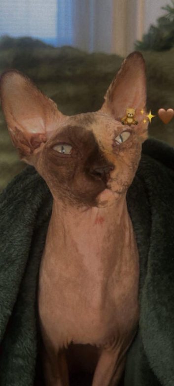 2 x Sphynx Female cats