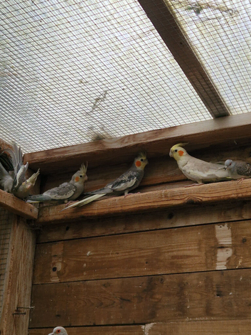 Young Cockatiels for sale