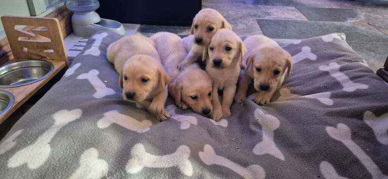Labrador pups for sale