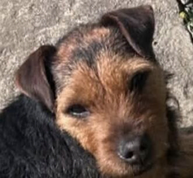 MISSING TERRIER IN WALES