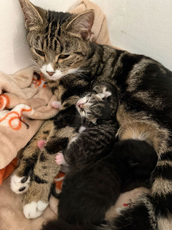 Two gorgeous kittens for sale