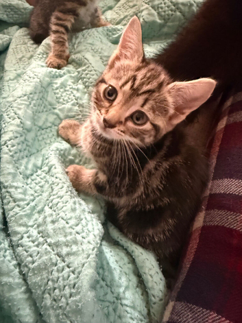 Tabbies for sale