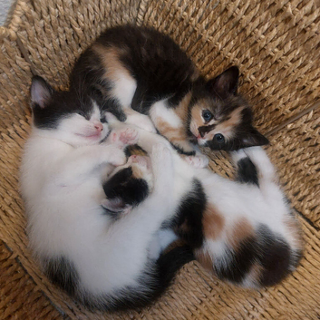 Kittens 1 boy 2 girls