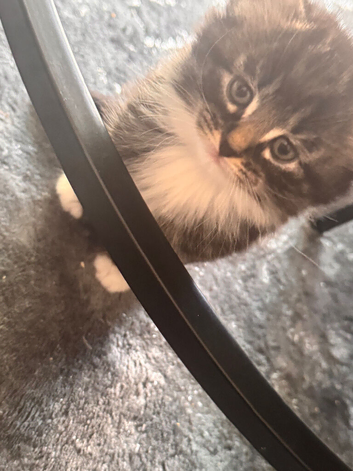 Kittens ready for new home.