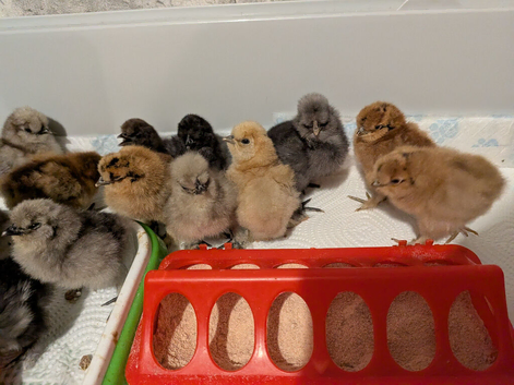 Silkie chicks