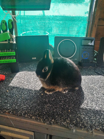 Black otter Netherland dwarfs